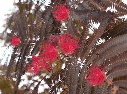 Albicja SUMMER CHOCOLATE Albizia C6/100-120cm