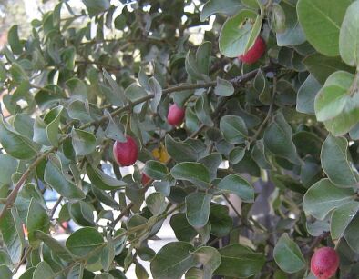 Cryptocarya alba in.Chilijski żołądź /C2 *T1