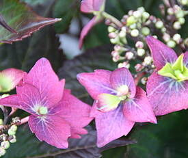 Hortensja piłkowana BLACKBERRY PIE Hydrangea serrata Flairs&Flavours® /C5 *K10