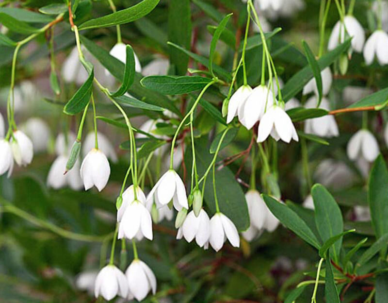 Sollya heterophylla WHITE BELLS in.Billardiera heterophylla C3/80cm *T51