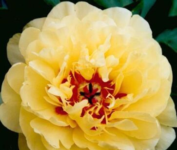 Piwonia ITOH 'YELLOW WATERLILY' Paeonia ITOH  