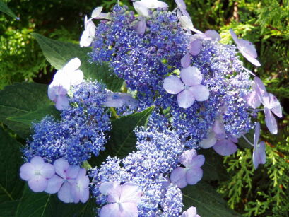 Hortensja piłkowana ''Forget me Not'' Hydrangea serrata /C2-P15 *T15