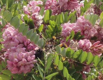 Robinia ANNA IRENA C5/1,5m *TL