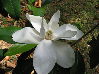 Magnolia zimozielona EXMOUTH M.grandiflora C2/40cm *16T