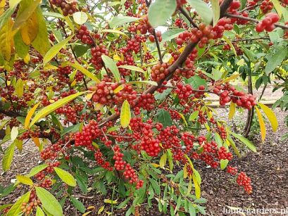 Oliwnik baldaszkowaty RED CASCADE Elaeagnus umbellata C2/40-60cm *29T