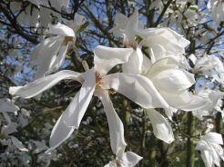 Magnolia x kewensis WADA'S MEMORY C5/60-80cm