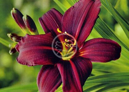 Liliowiec BURGUNDY Hemerocalis