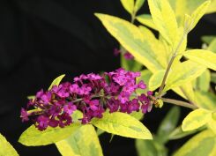 Budleja Dawida 'SANTANA'  Buddleja davidii /C3