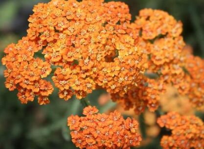 Krwawnik pospolity TERRACOTTA Achillea millefolium /C2 *K3