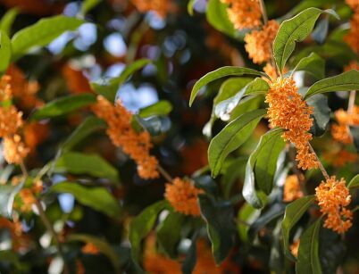 Osmanthus fragrans AURANTIACUS zw. Oliwka pachnąca C2/60-80cm *K14w8