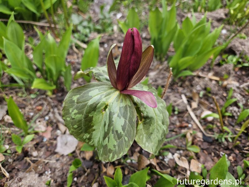 Trójlist siedzący Trillium sessile /P9 *K25