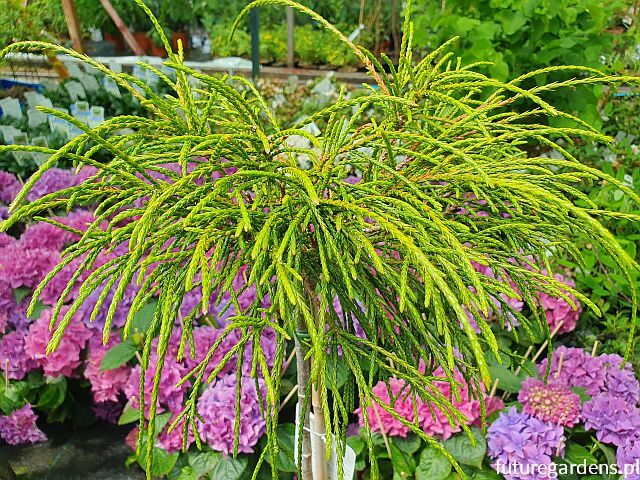 Thuja plicata WHIPCORD na PNIU Tuja C3/Pa40cm *K4