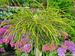 Thuja plicata WHIPCORD na PNIU Tuja C3/Pa40cm *K4