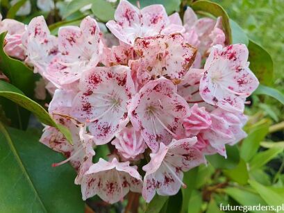 Kalmia szerokolistna IDEAL Kalmia latifolia C4/40-50cm *P25