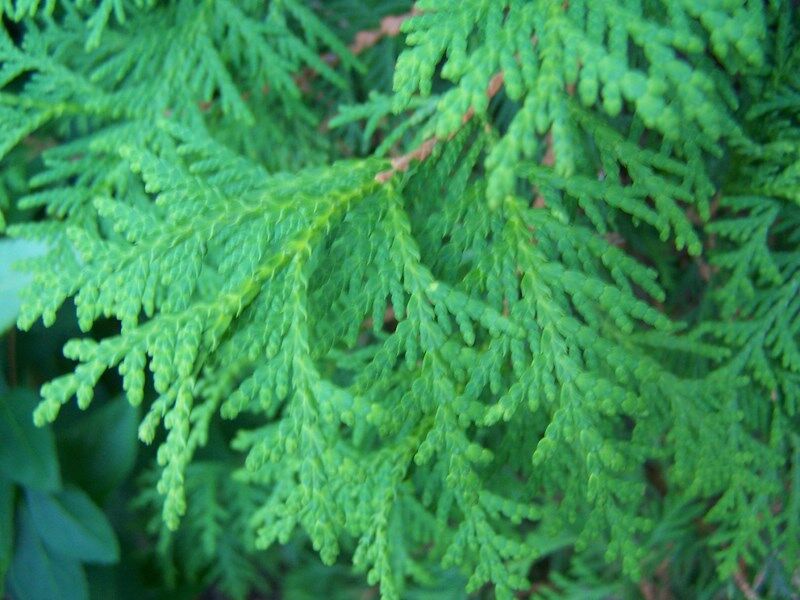 Żywotnik zachodni SZMARAGD Thuja occidentalis Tuja C3/40-50cm