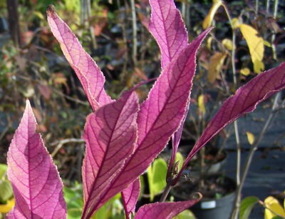Callicarpa kwangtungensis Pięknotka purpurowa /C3 *K15