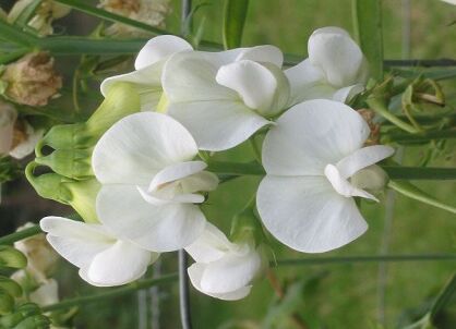 Groszek szerokolistny WHITE PEARL Lathyrus latifolius /P9 *T1