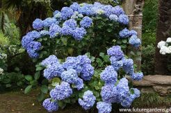 Hortensja ogrodowa OTAKSA Hydrangea macrophylla /C10 *K22