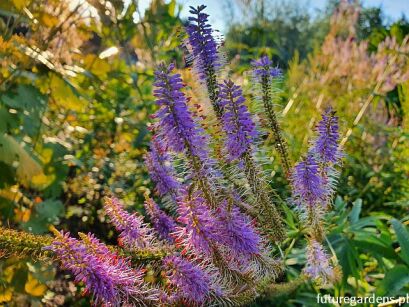 Przetacznikowiec japoński Veronicastrum japonicum /C2 *K7