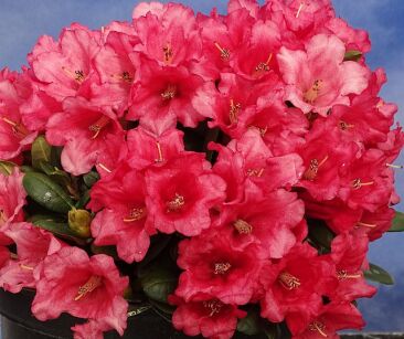 Rhododendron forrestii TOPSI /C5