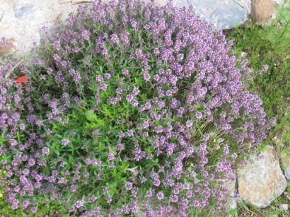 Tymianek in. Macierzanka pospolita Thymus vulgaris /C2 *K3