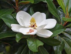 Magnolia grandiflora 24 BELOW Zimozielona wielkokwiatowa C5/60-80cm *TL