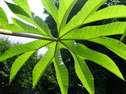 Drzewo papierowe REX Tetrapanax papyrifer /C4 *K15w1