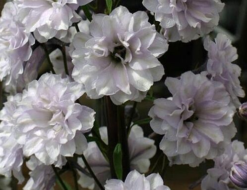 Ostróżka HIGHLANDER CHA CHA Delphinium /P9 *K11