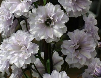Ostróżka HIGHLANDER CHA CHA Delphinium /P9 *K11