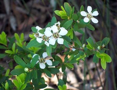 Leptospermum obovatum Rzeczne drzewko herbaciane C2/30cm