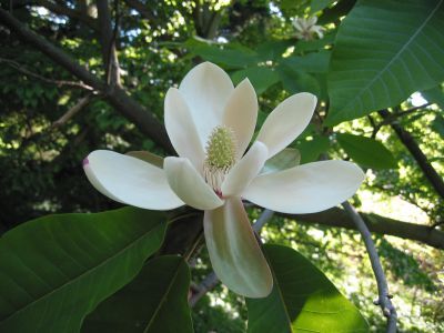 Magnolia wielkolistna Magnolia macrophylla C2/10cm *T35