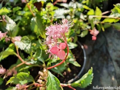 Cardiandra alternifolia /C2 *K19