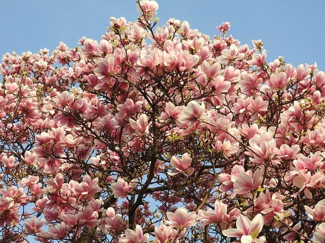 Magnolia kolumnowa COLUMNAR PINK C3/80-100cm *T71