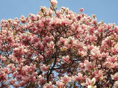 Magnolia kolumnowa COLUMNAR PINK C3/60cm *T56