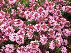 Daphne x schlyteri 'Bile Policany' /P9