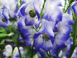 Tojad Carmichaela CLOUDY Aconitum carmichaelii /P11 *K16