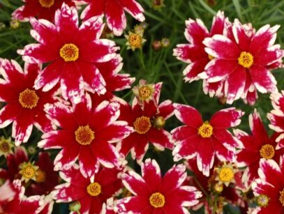 Nachyłek RUBY FROST  Coreopsis /C3