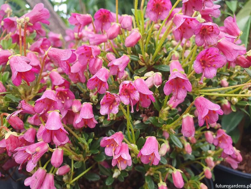 Rhododendron campylogynum myrtilloides 5-letni C2/20-25cm *K8