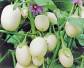 Oberżyna Golden Eggs - nasiona 0,5g - Solanum melongena