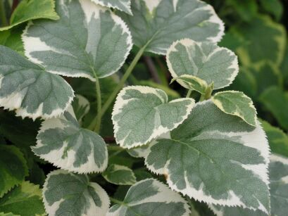 Hortensja pnąca SILVER LINING PBR Hydrangea anomala petiolaris C2/30-50cm *T34