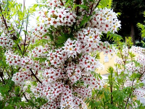 Kasztanek jarzębolistny Xanthoceras sorbifolium Ksantoceras jarzębolistny C2/40-50cm *K11 