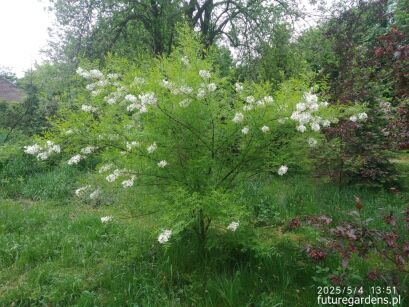 Kasztanek jarzębolistny Xanthoceras sorbifolium Ksantoceras jarzębolistny C2/20cm *T10