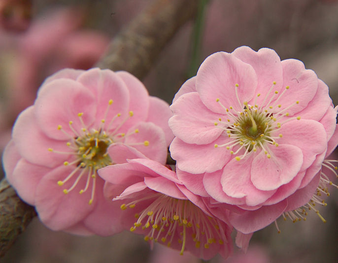 Morela japońska DAWN Chińska śliwka Prunus mume C5/1,2-1,4m *K14