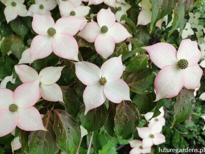 Dereń kousa CAPPUCINO 8-letni Cornus kousa C20/1,4-1,5m *K15