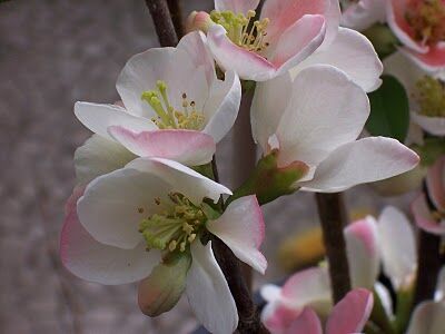 Pigwowiec wspaniały FLOCON ROSE na PNIU Chaenomeles x superba C5/ Pa120cm *K6