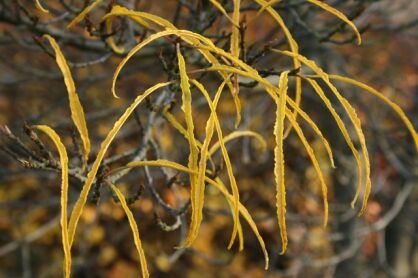 Kruszyna pospolita ASPLENIFOLIA na PNIU Frangula alnus C10/Pa100(130)cm