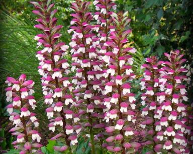 Akant miękki FIOLETOWY Acanthus mollis /C2 *K15w19