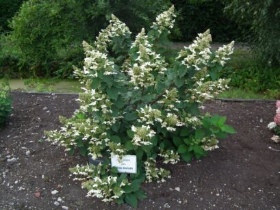 Hortensja wiechowata WHITE GOLIATH syn. Goliath  Hydrangea paniculata 