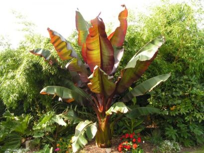   Bananowiec abisyński MAURELLI Ensete ventricosum Banan C2/50cm *T43