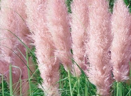 Trawa pampasowa RÓŻOWA Cortaderia selloana Rosea C2/60-80cm *T